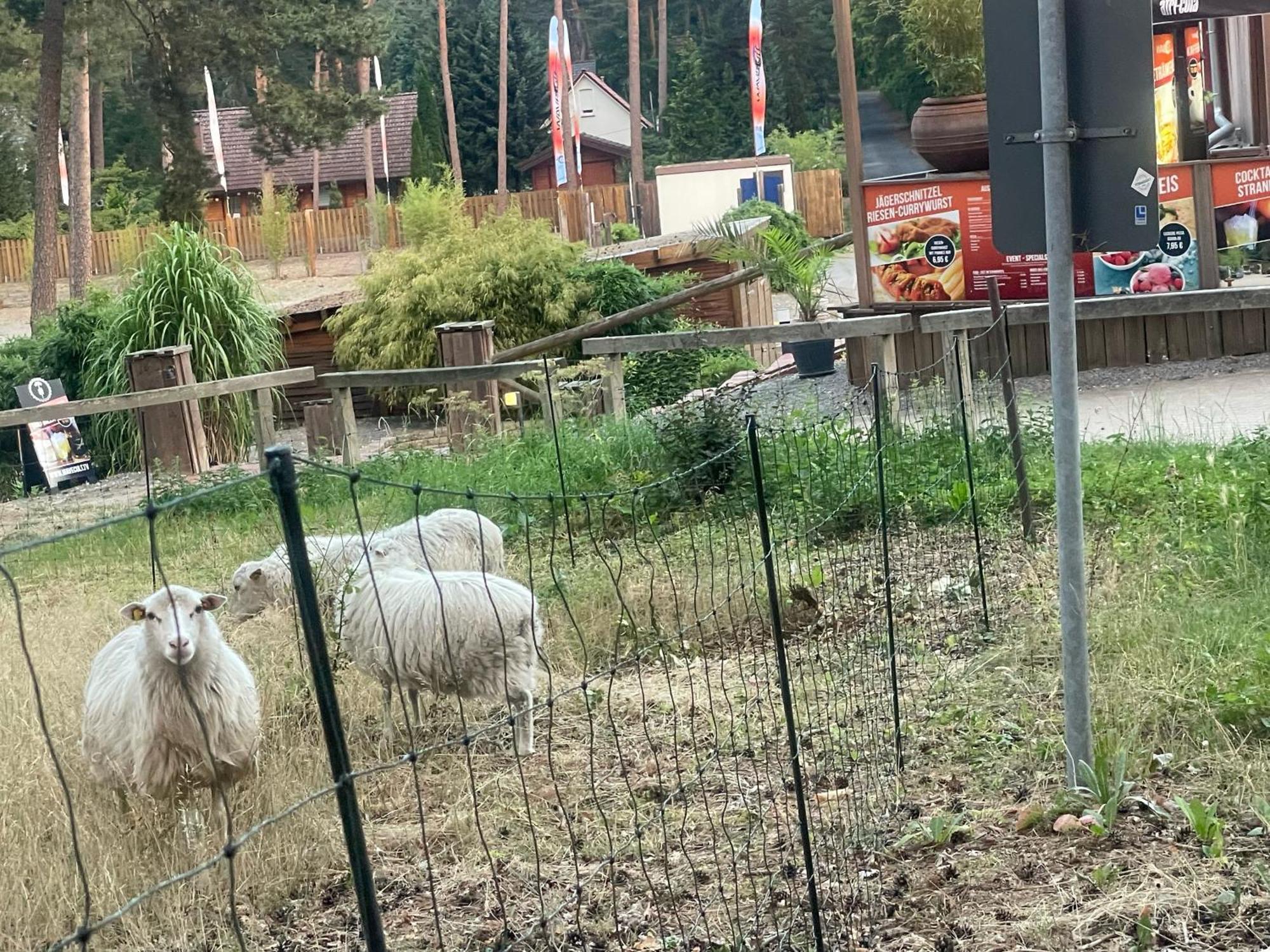 Strandhotel Weisser Berg Neustadt am Rübenberge Esterno foto